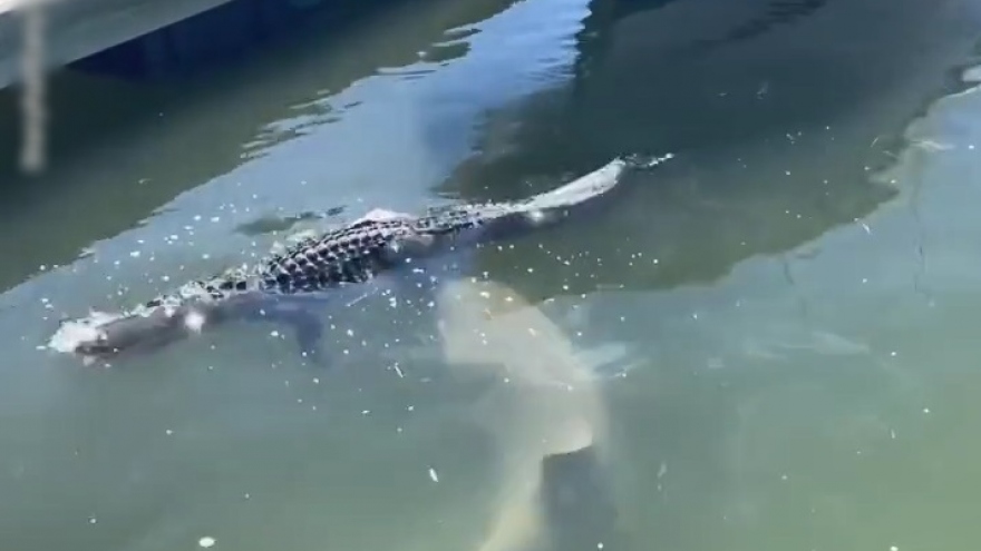 Video: Cá mập đớp chân cá sấu đang nổi trên mặt nước tại bến thuyền